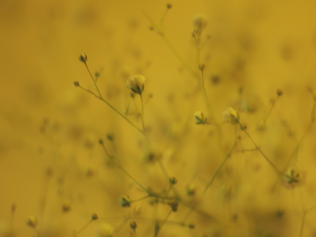 yellow universe