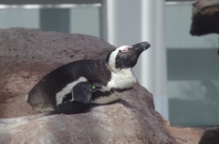 ペンギン