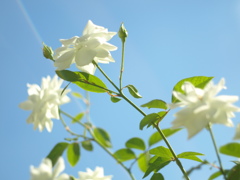 white rose