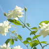 white rose