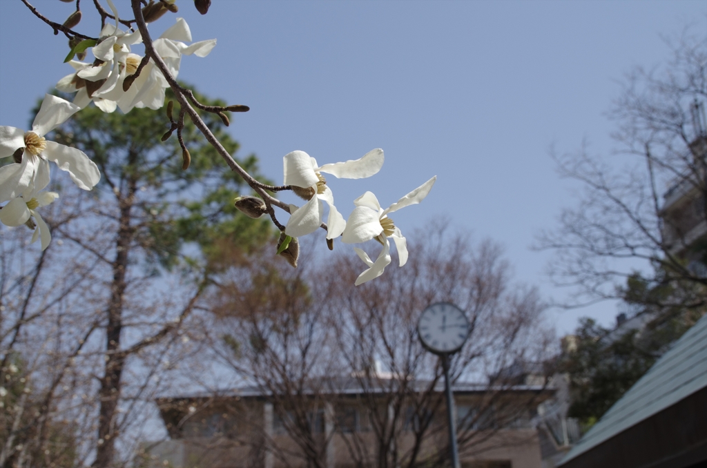 白い桜