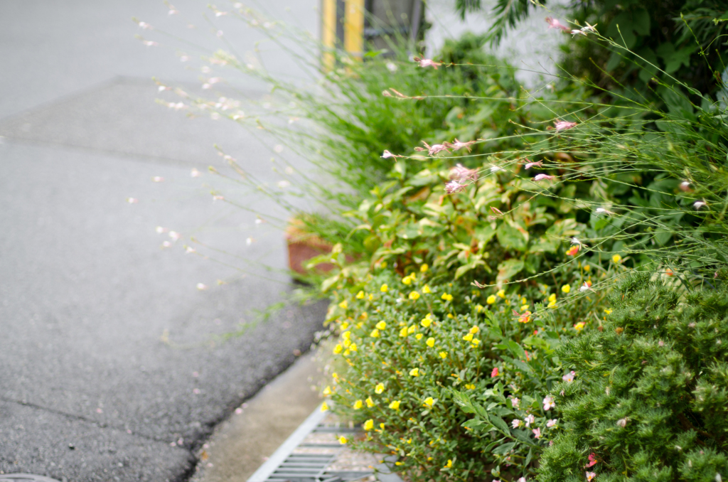 静かに街を彩る