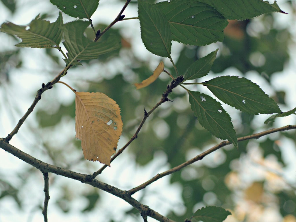 loneliness