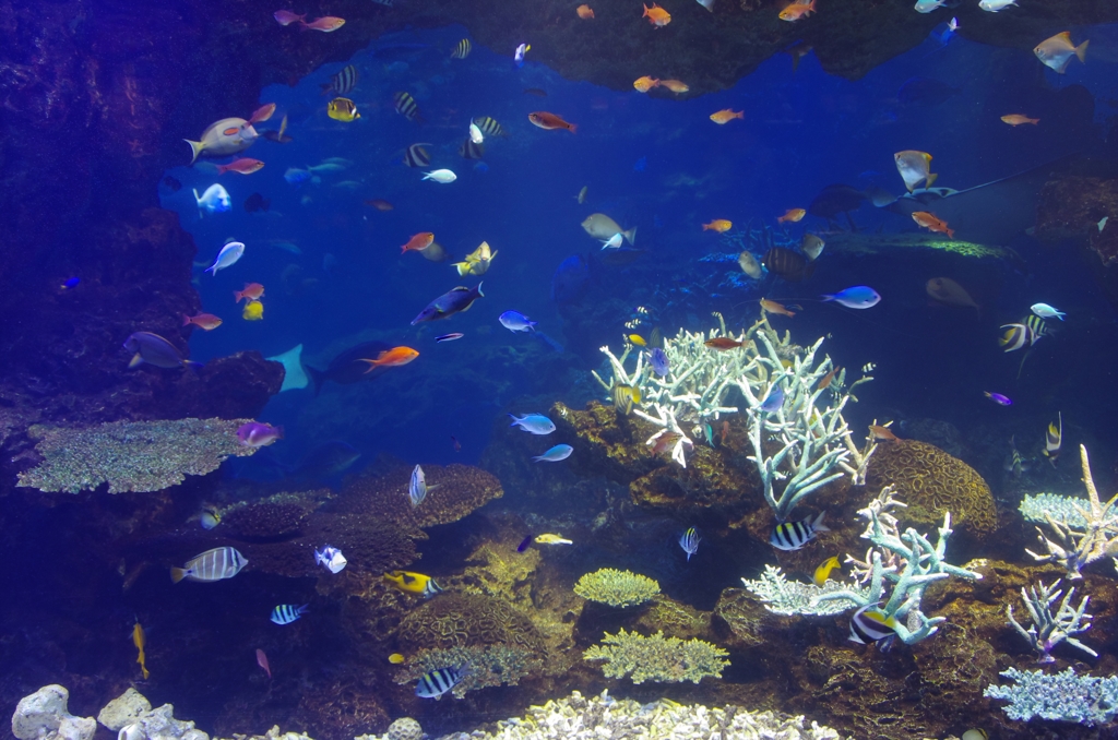 熱帯魚