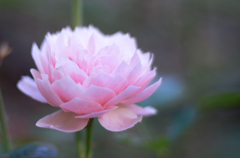 IMGP3225-2