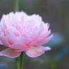 IMGP3225-2