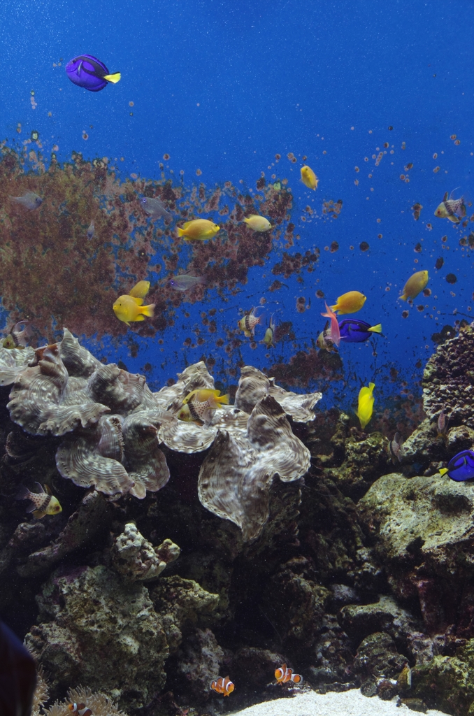 熱帯魚２