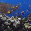 熱帯魚２