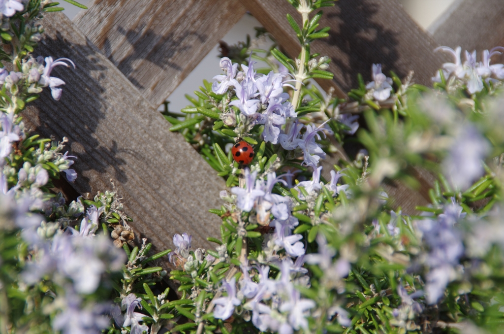 IMGP0569_R
