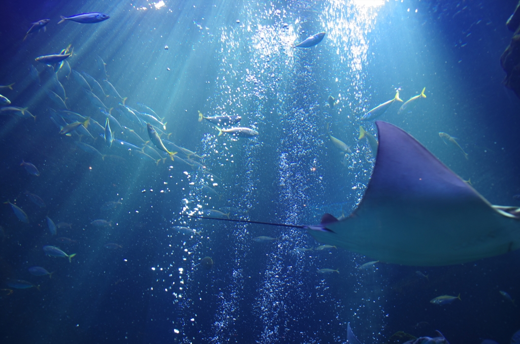 京都水族館