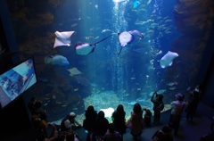 京都水族館２