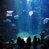京都水族館２