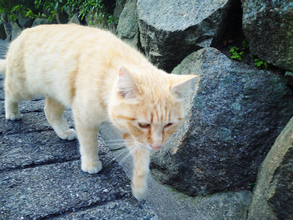 尾道の猫
