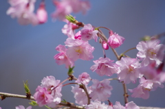 こちらはピンクかな