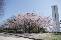 大きい桜