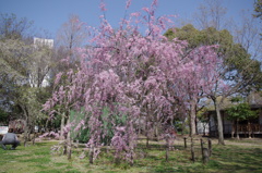 枝垂れ桜かな