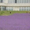 ２０１０年富良野にて