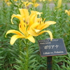 百合が原公園