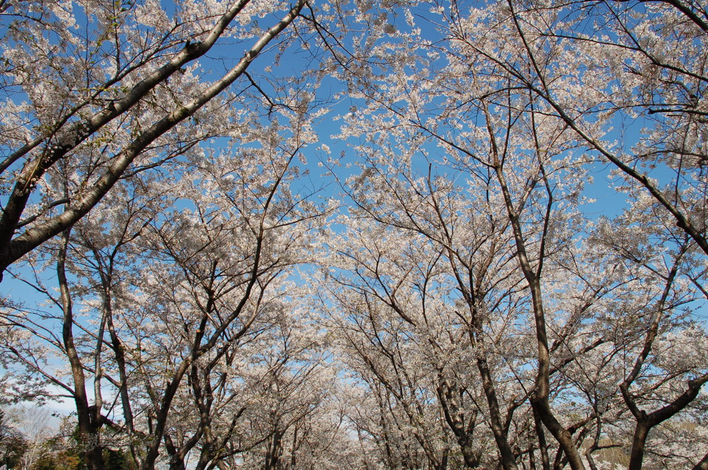 桜並木♪