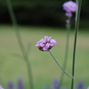 百合が原公園