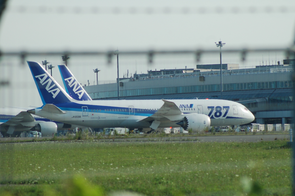 ANA　B787