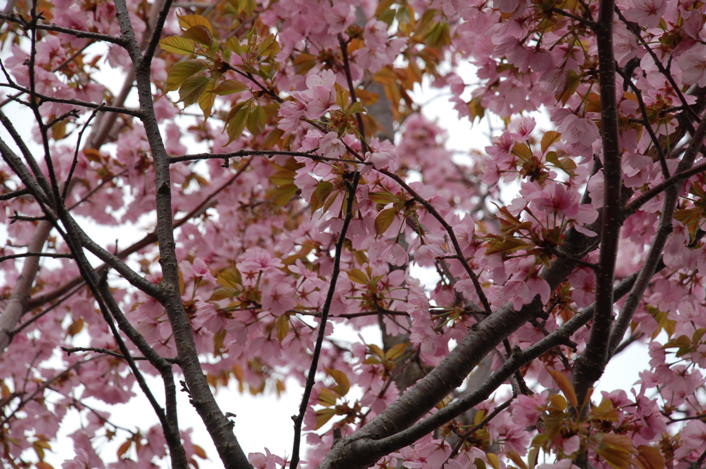 DSC_0239