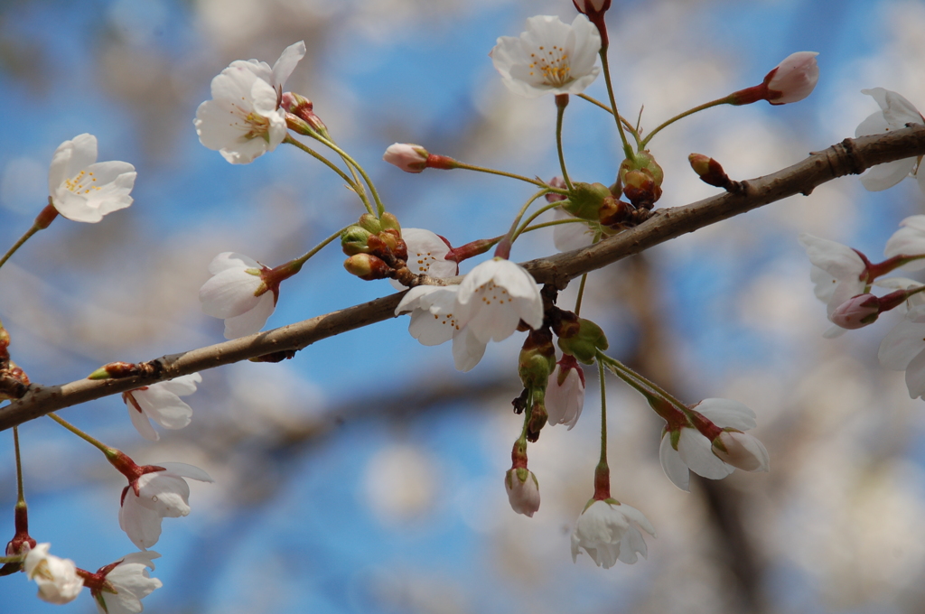 戸田記念公園にて①