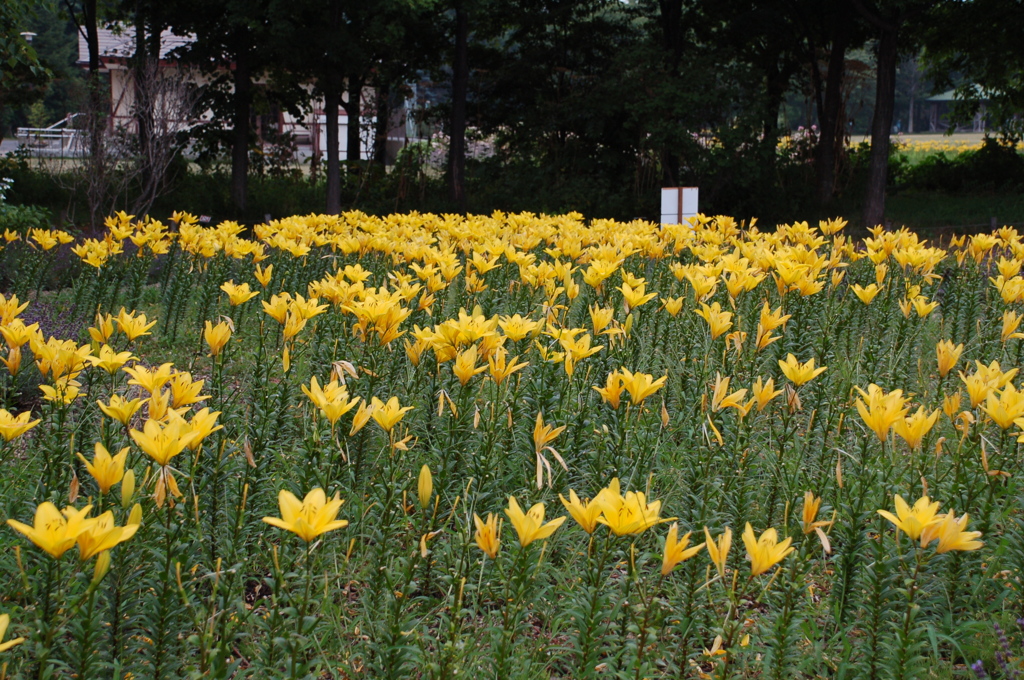 百合が原公園