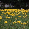 百合が原公園