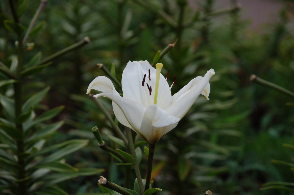 百合が原公園