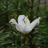 百合が原公園