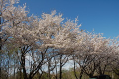 戸田記念公園にて⑤　桜並木