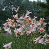 百合が原公園