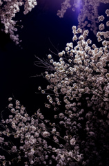 流桜