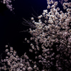 流桜