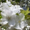 桜＠平野神社１２