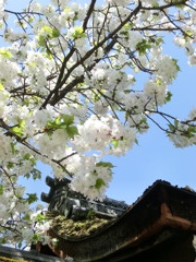 桜＠平野神社１１