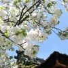 桜＠平野神社１１