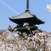 桜＠仁和寺１５