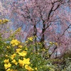 桜＠原谷苑１０
