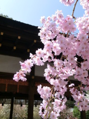 桜＠平野神社５