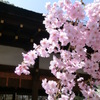 桜＠平野神社５