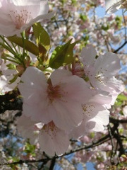 桜＠平野神社１０