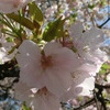 桜＠平野神社１０