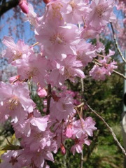 桜＠原谷苑６