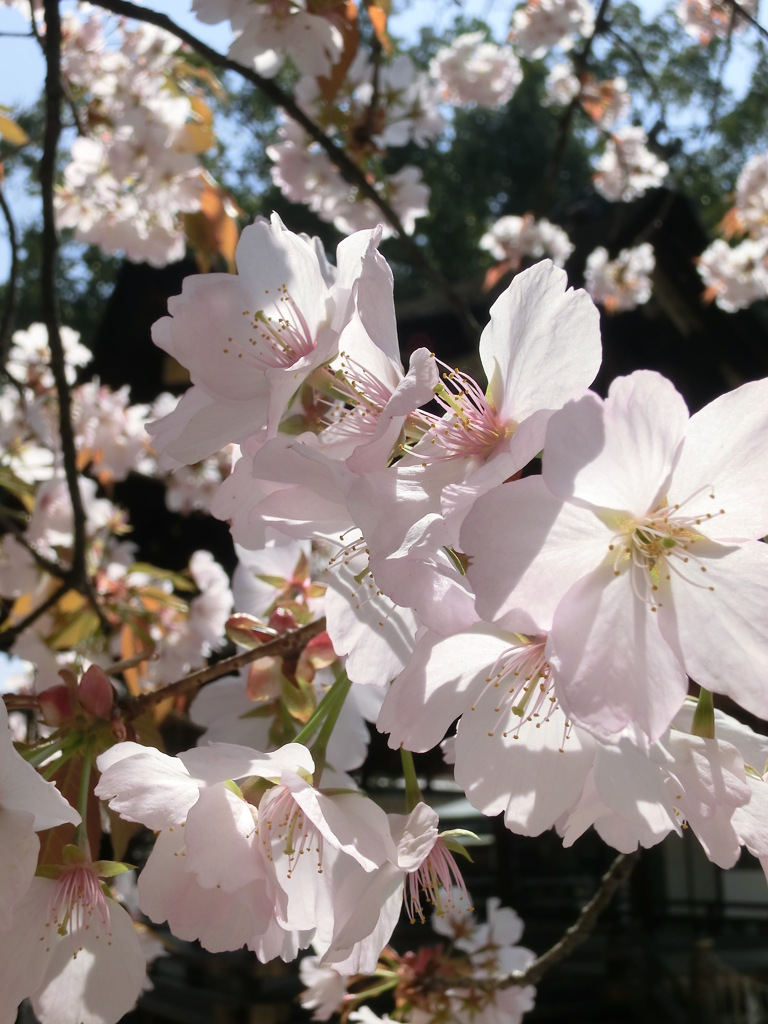 桜＠平野神社６