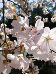 桜＠平野神社６