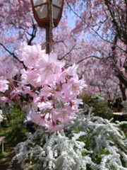 桜＠原谷苑１１