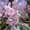 桜＠原谷苑１１