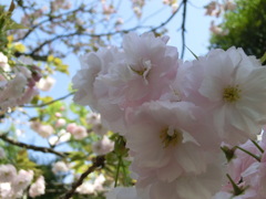 桜＠平野神社２
